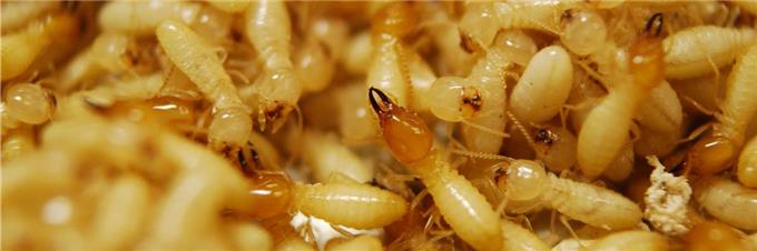 Effective Termite Control - Provide Wide Range