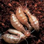 Friendlier The Environment - Effective Termite Control