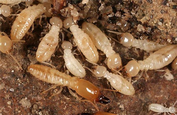 Building Foundation - Termite Control Malaysia