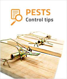 Early Signs - Effective Termite Control