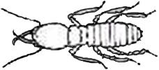 Termite Species - Effective Termite Control