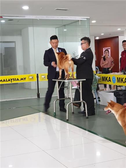 Amigo Pets House Pet Grooming Klang Selangor - Top Priority