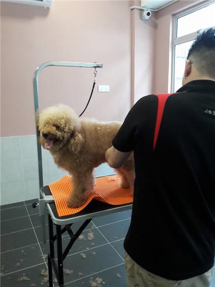 Esther Pet Station Pet Grooming Cheras Kl - Pet Care Industry
