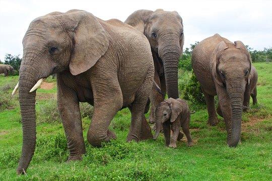 Lunch - Kuala Gandah Elephant Sanctuary