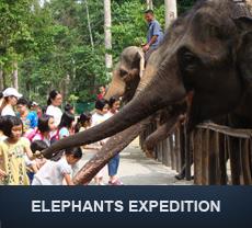 Adorable Baby - Kuala Gandah Elephant Sanctuary